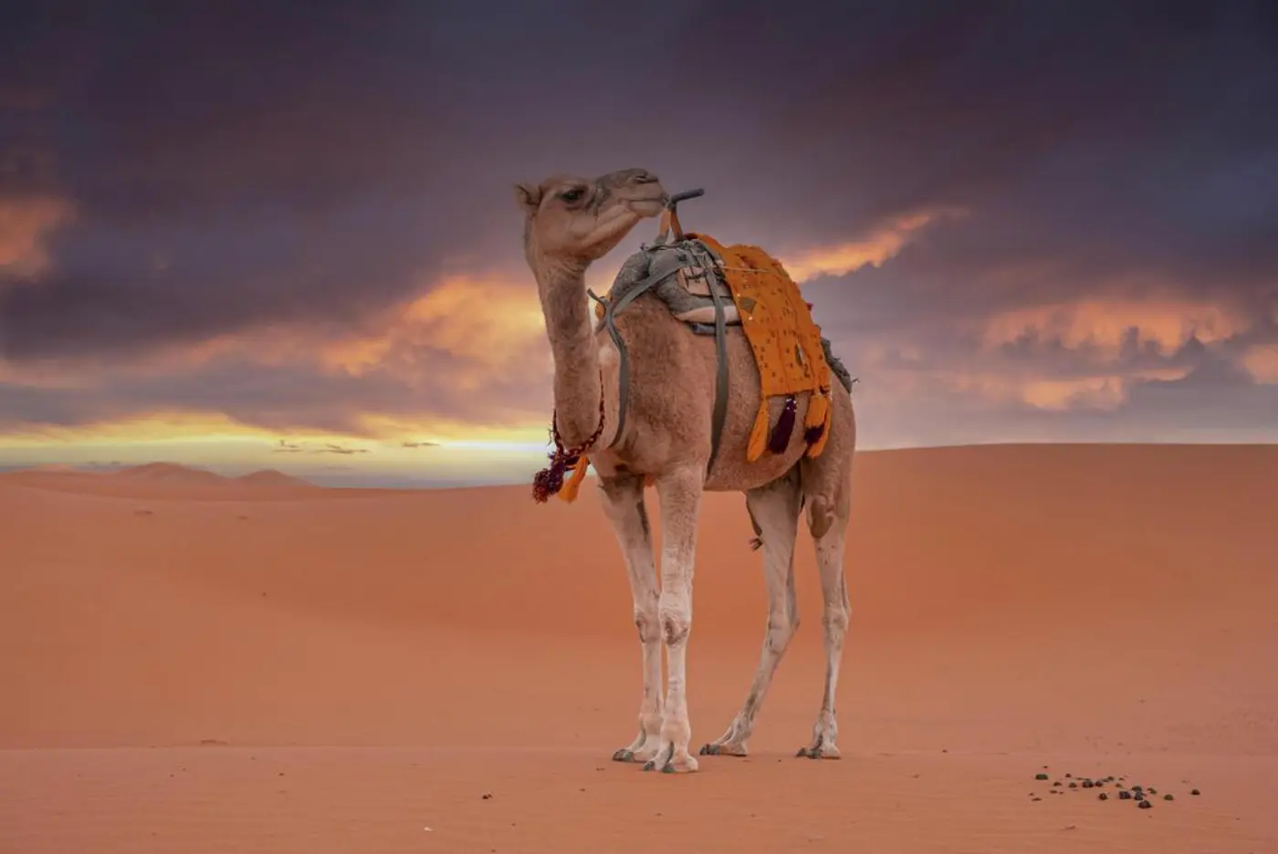 Fes nach Merzouga: 2-Tägige Wüstentour